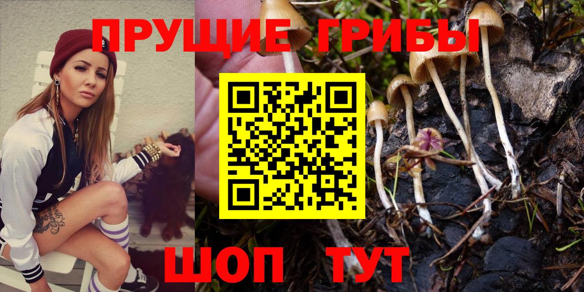Галлюциногенные грибы Psilocybe Красный Сулин